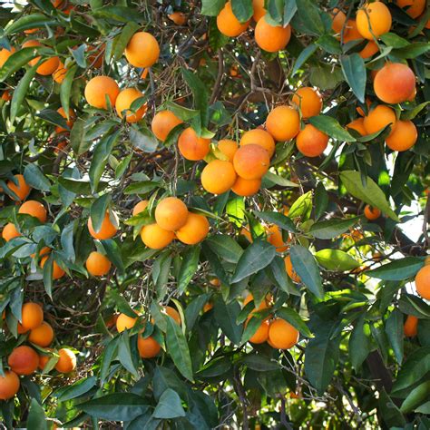 Dwarf Blood Orange Trees For Sale Online