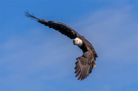 Flying Eagle Art