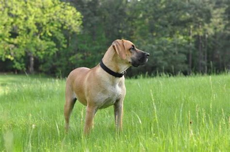 Black Mouth Cur My Dog Breeders Part 47