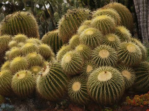 Filegolden Barrel Cactus Huntington Desert Garden Wikipedia