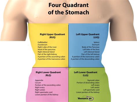 Anatomical Quadrants With Organs Approach To Abdominal Mass General