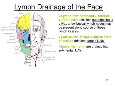 Ppt Skin Innervation Of The Face Powerpoint Presentation Free