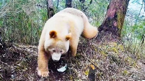 Graban En China A Un Oso Panda Gigante Albino El único En Todo El Mundo