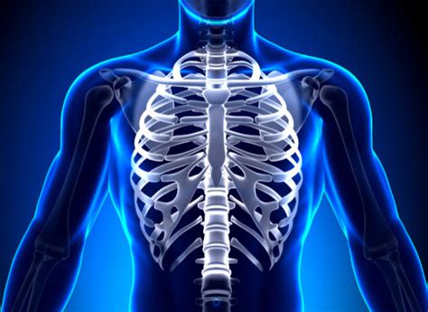 Find images of rib cage. Rib Cage Images / Thoracic, Chest & Rib Pain | Aligned for ...
