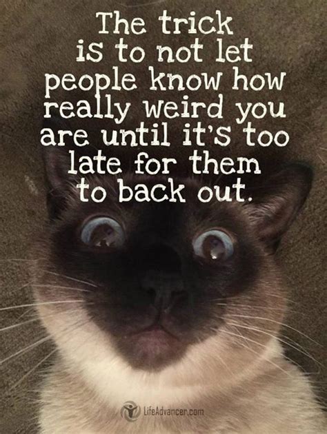 Collect The Best Of Funny Inspirational Animal Memes Hilarious Pets