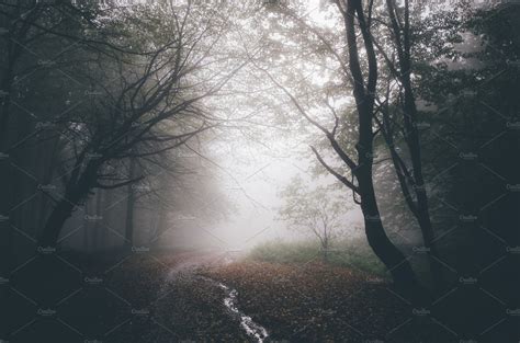 Haunted Forest Path With Fog ~ Nature Photos ~ Creative Market