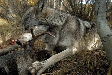 According to wisconsin law, the dnr shall establish a single annual open season for both hunting and trapping wolves that begins on the first saturday in november of each year and ends on the last. How Wolves Hunt - Living with Wolves