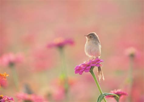 Wallpaper Birds Animals Flowers Nature Plants Wildlife Flower