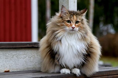 Top 10 Largest Domestic Cat Breeds Largest Domestic Cat