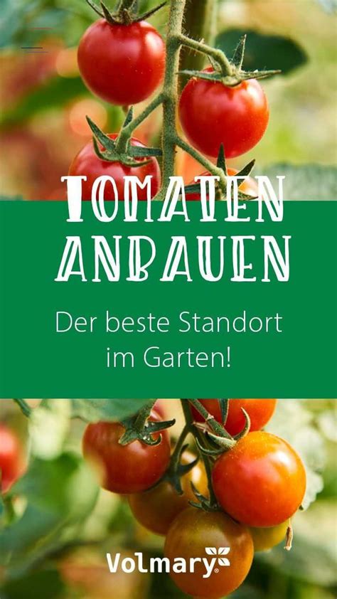 Möchten sie dieses lackiertes finish oder favorisieren sie ein gebeiztes oder natürliches finish? Tomaten im Garten anbauen - #tomatenzüchten - Möchtest Du ...