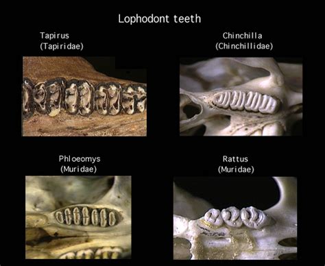 Animal Teeth Identification