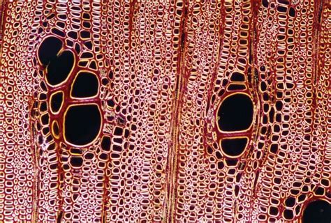 Plant Cell Xylem Ncert Class 9 Science Solutions Chapter 6 Tissues
