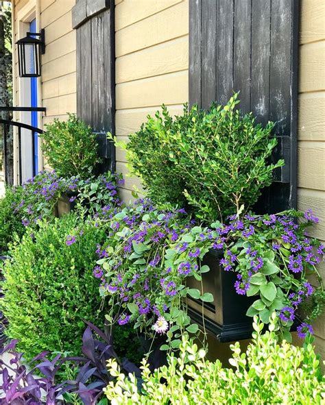 Topiary Window Boxes Window Boxes Front Yard Container Gardening