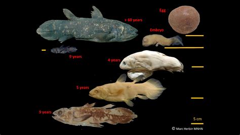 Coelacanth Fish From Dinosaur Times Lives For 100 Years
