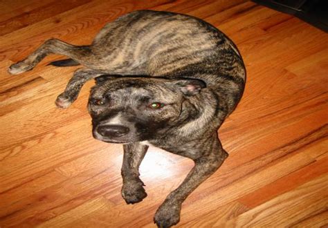 Brindle Pitbulls 10 Reasons Why This Dog Breed Are Very Loving And