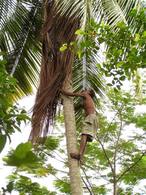 Man Climbing Coconut Tree Stock Photo Image Of Tree Coconut 1014632