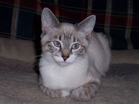 Lynx Point Siamese Cat Colors