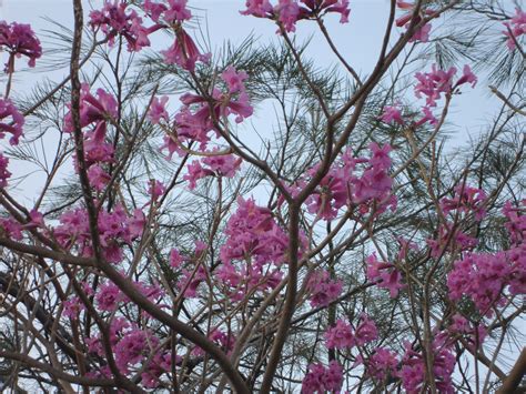 Pink Trumpet Tree Tabebuia Rosea Naturally Beautiful