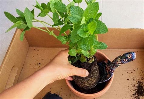 How To Grow Mint Indoors Care Tips For Mint Growing Indoors
