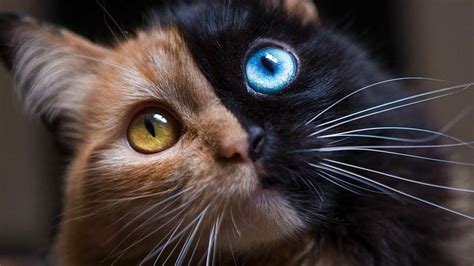 Cats With Multi Colored Eyes Are Stunningbut What Causes It Youtube
