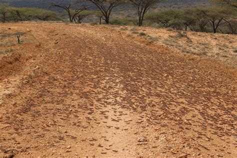 Webinar Series Focuses On Desert Locusts Invasive Species Blog