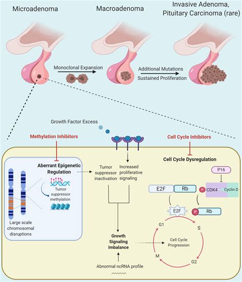 Genomic And Molecular Characterization Of Pituitary Adenoma