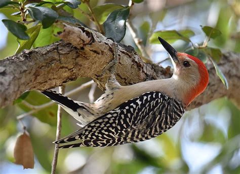 Campus Birding Club Admitted Into National Audubon Society News