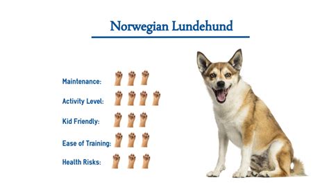 Norwegian Lundehund Dog Breed Everything You Need To Know At A Glance