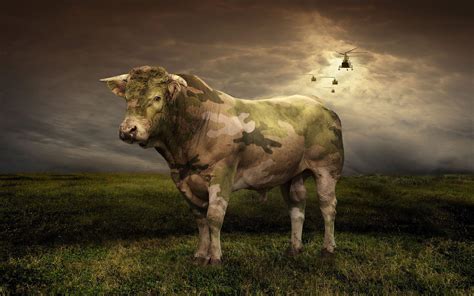 Cattle Wallpapers Wallpaper Cave