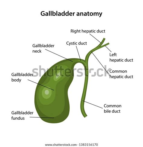 Liver Gallbladder Diagram