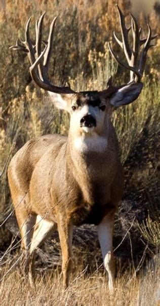 Massive Mule Buck Mule Deer Animal Photography Wildlife Whitetail