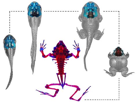 Purple Digging Frog Undergoes Amazing Transformation Live Science