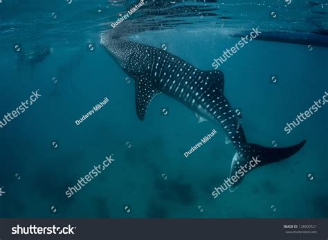 Underwater Shoot Gigantic Whale Shark Rhincodon Stock Photo 128400521