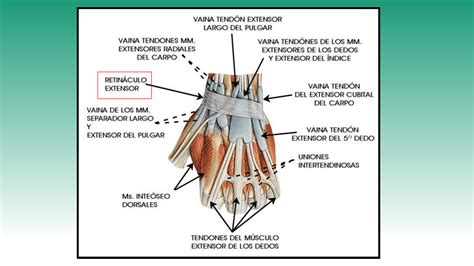 Apunte Region Posterior Del Carpo Anatomía Medicina Uba Filadd