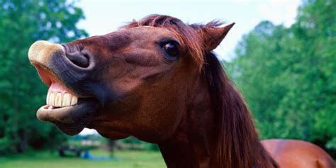 Sex With Animals Is No Longer Legal In Denmark Huffpost Uk