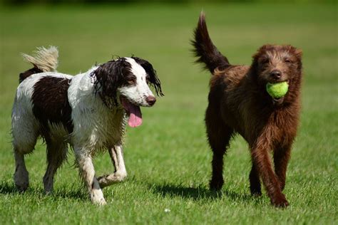 Your day puppies stock images are ready. dogs with ball on sunny day