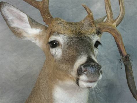 Whitetail Gallery