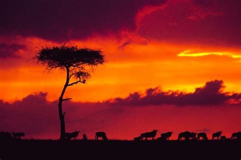 Sunset Sunday Safari Sunsets In Kenya Best Sunset Private Safari