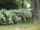 Pictures of Tall Flowering Shrubs For Privacy