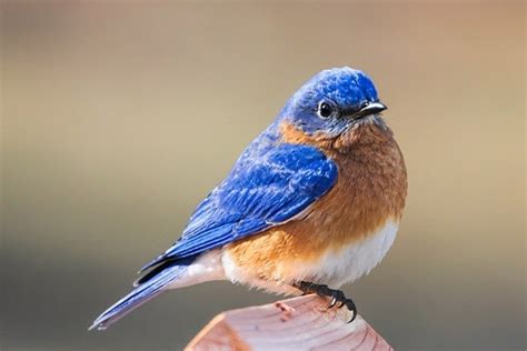 Eastern Bluebird Birdwatching Species Bird Informer