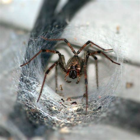 Funnel Web Or Trap Door Spider Sydneys Best Pest Control