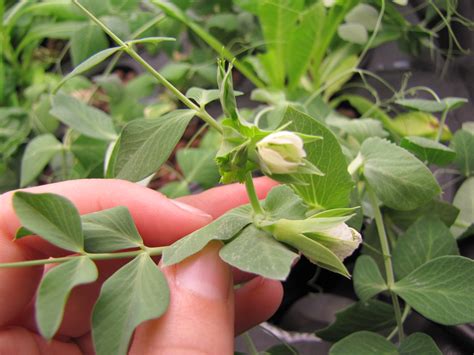 Garden Of Forking Paths Sugar Snap Pea Blossoms