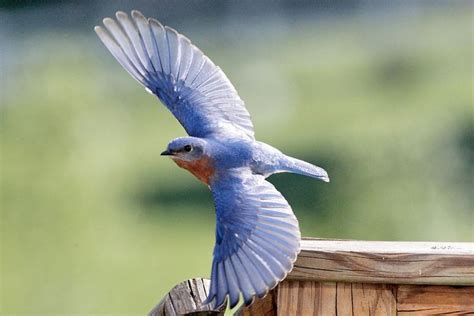 Bluebird Flying Images Just Another Blog