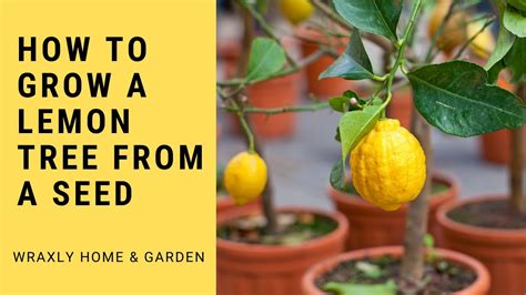 How To Grow A Lemon Tree From A Seed Youtube