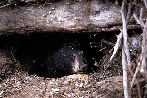 Жевательный мармелад во время диеты