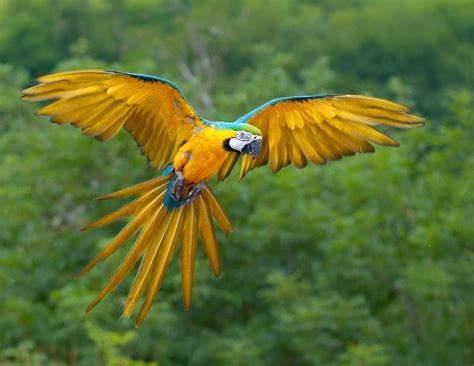 However, both males and females aggressively defend the eggs. Blue-and-Yellow Macaws Communicate Visually with Blushing ...