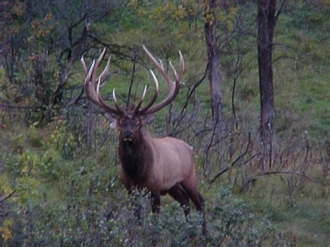 500 Class Bull Elk For Sale 75000