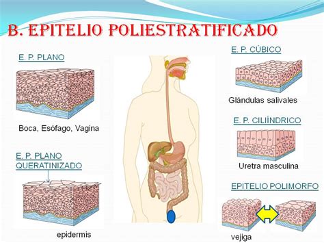 Biologìa Tejido Epitelial