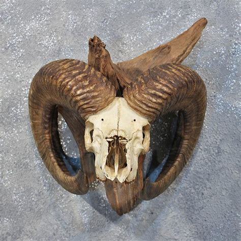 Human skulls with horns were discovered in a burial mound at sayre, bradford county, pennsylvania, in the 1880's. Mouflon Ram Skull & Horns | Череп