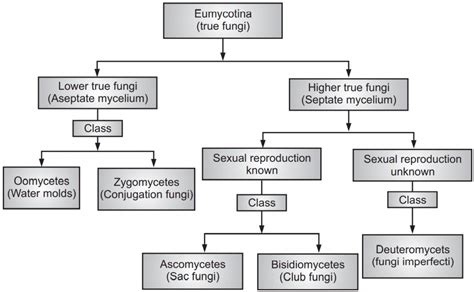 Fungi Taxonomy Chart